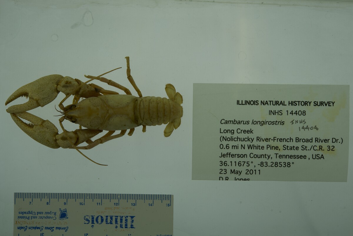 Cambarus longirostris image
